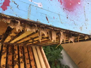 Propolis Abeilles Miel de la Grde